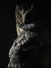 Owl